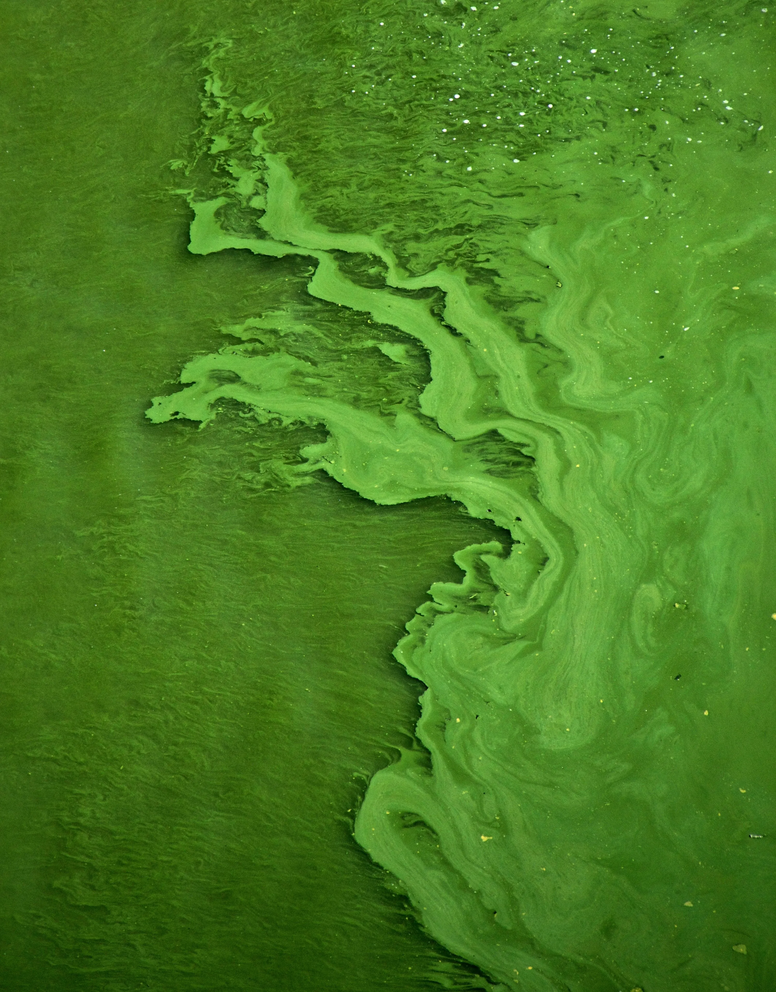 Blue-Green Algae: What Water Managers Need to Know This Summer