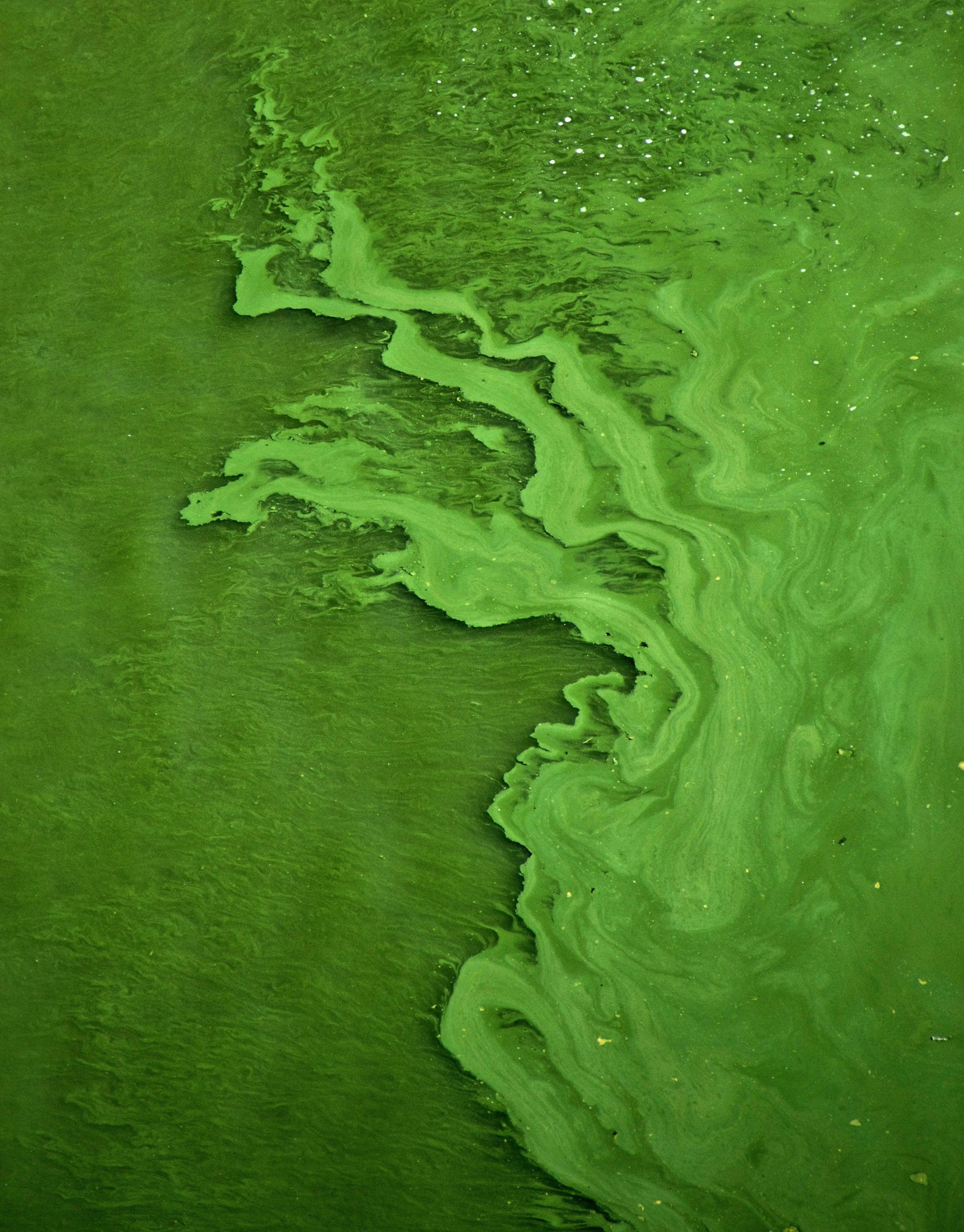 Blue-Green Algae: What Water Managers Need to Know This Summer
