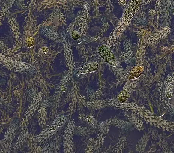Invasive Aquatic Plant Management