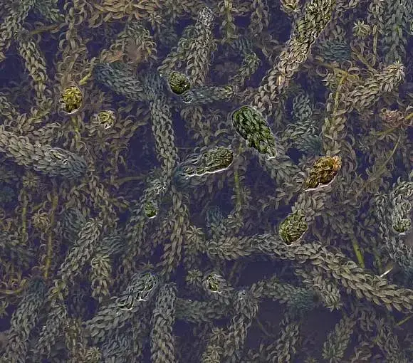 Invasive Aquatic Plant Management