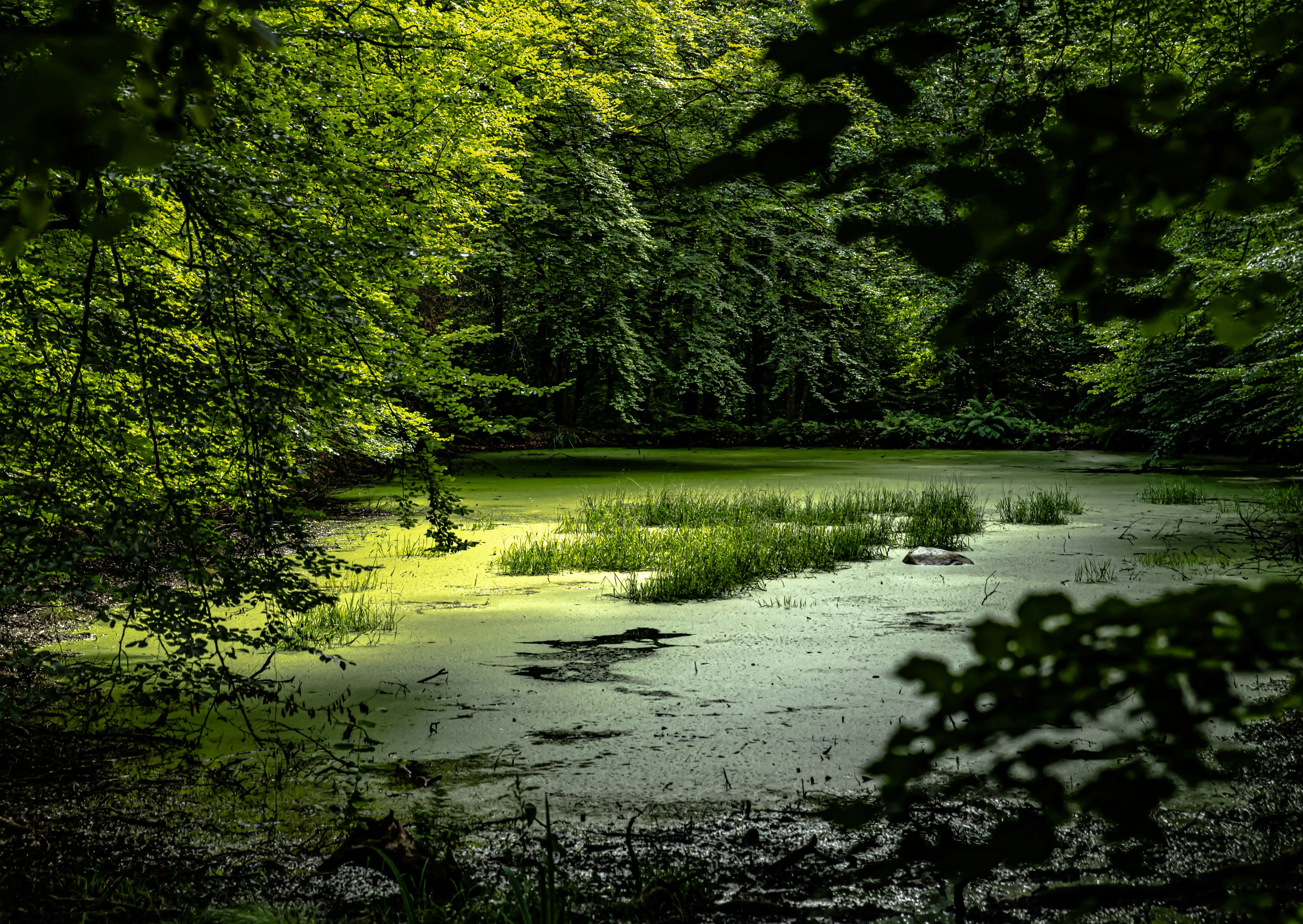 Wetlands & Marshes