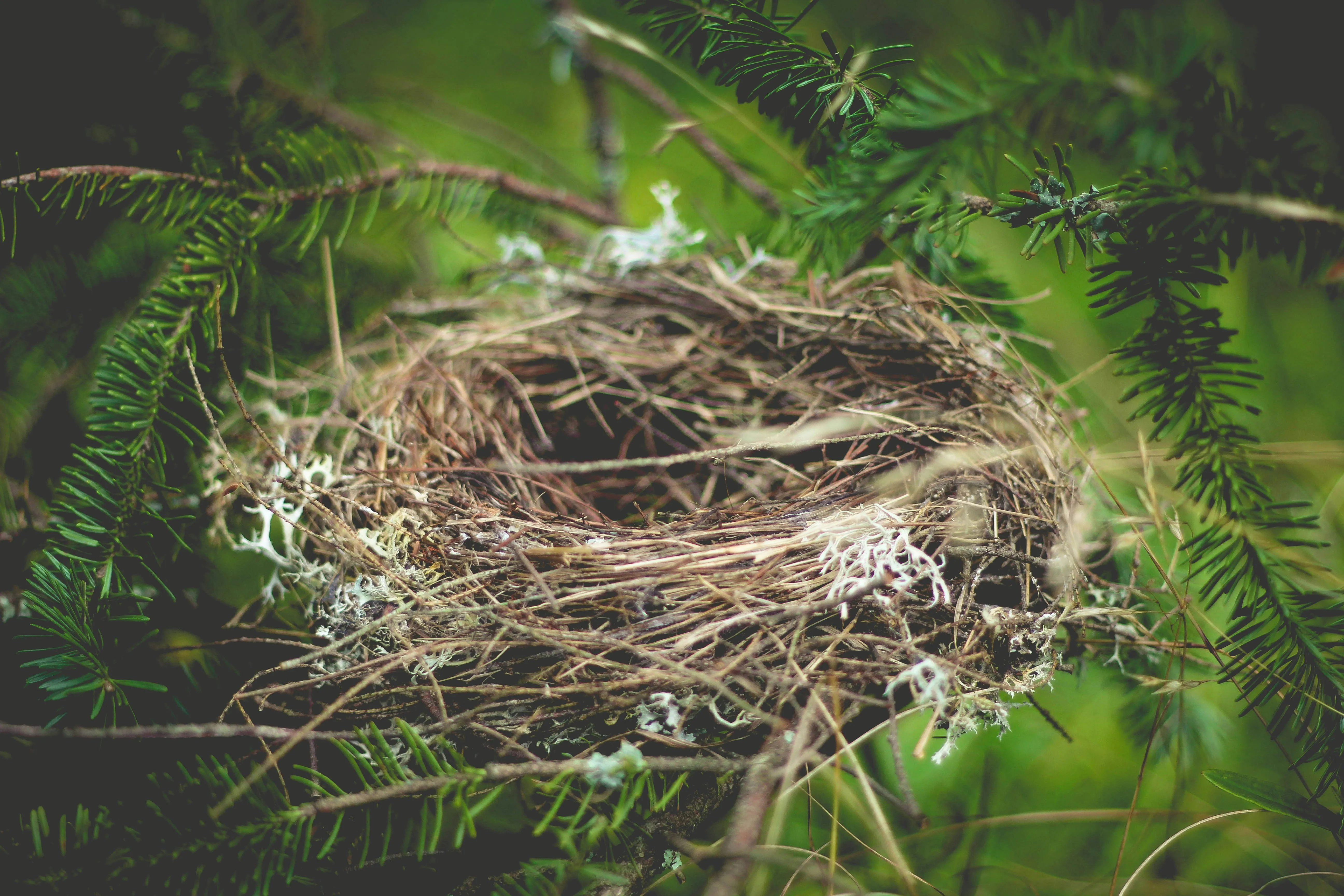 Planning Waterway Maintenance Around Nesting Season
