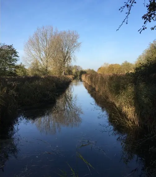 Reed Bed Management at RSPB Cambridge