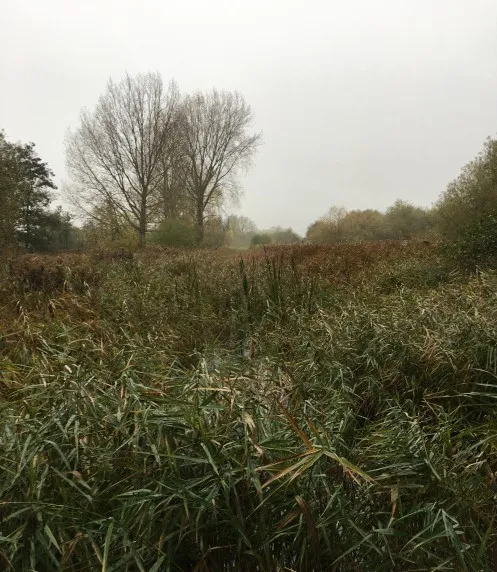 Habitat Improvements